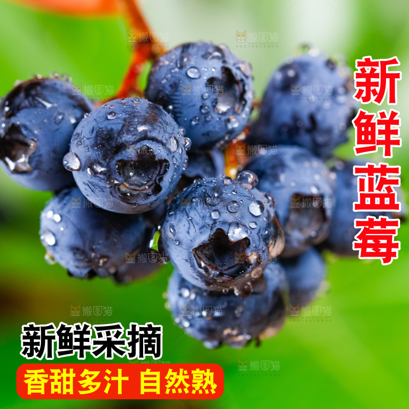 手里拿着蓝莓果