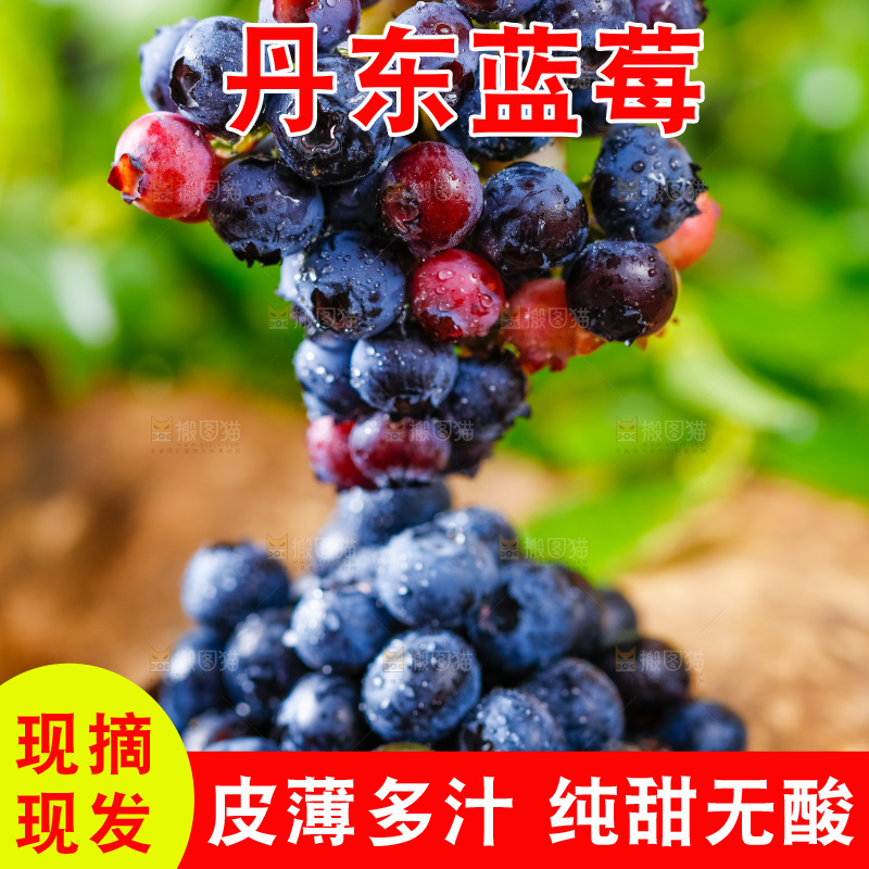 碟子里装着蓝莓果