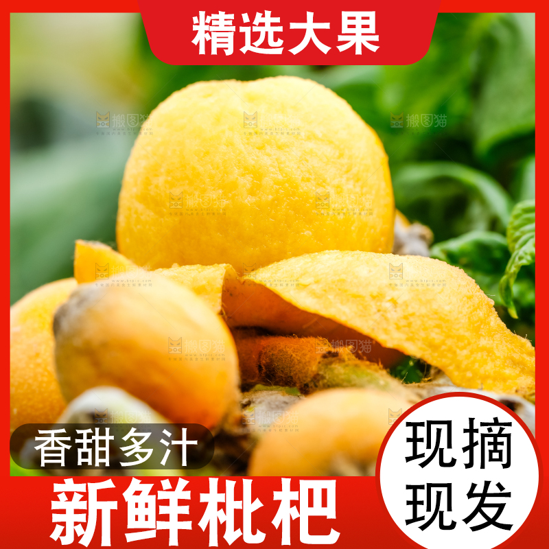 树枝上结的枇杷