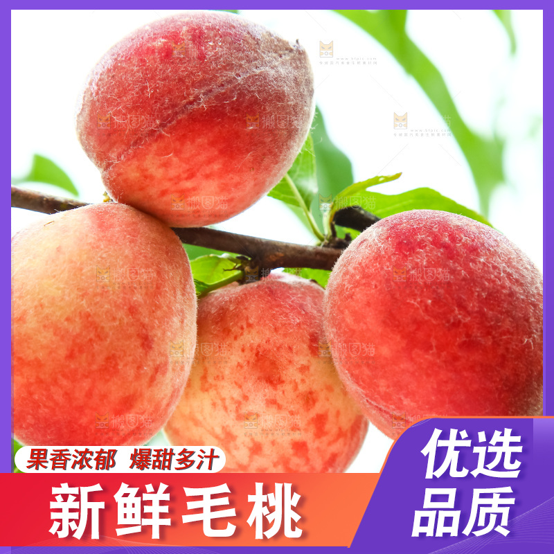 树枝上的毛桃