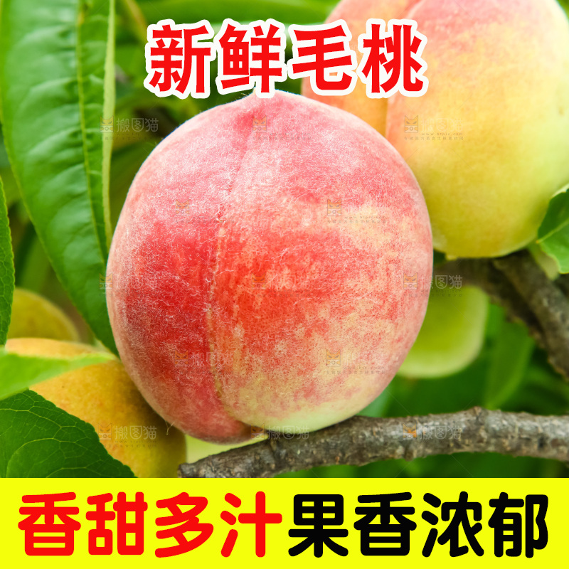 树枝上的毛桃