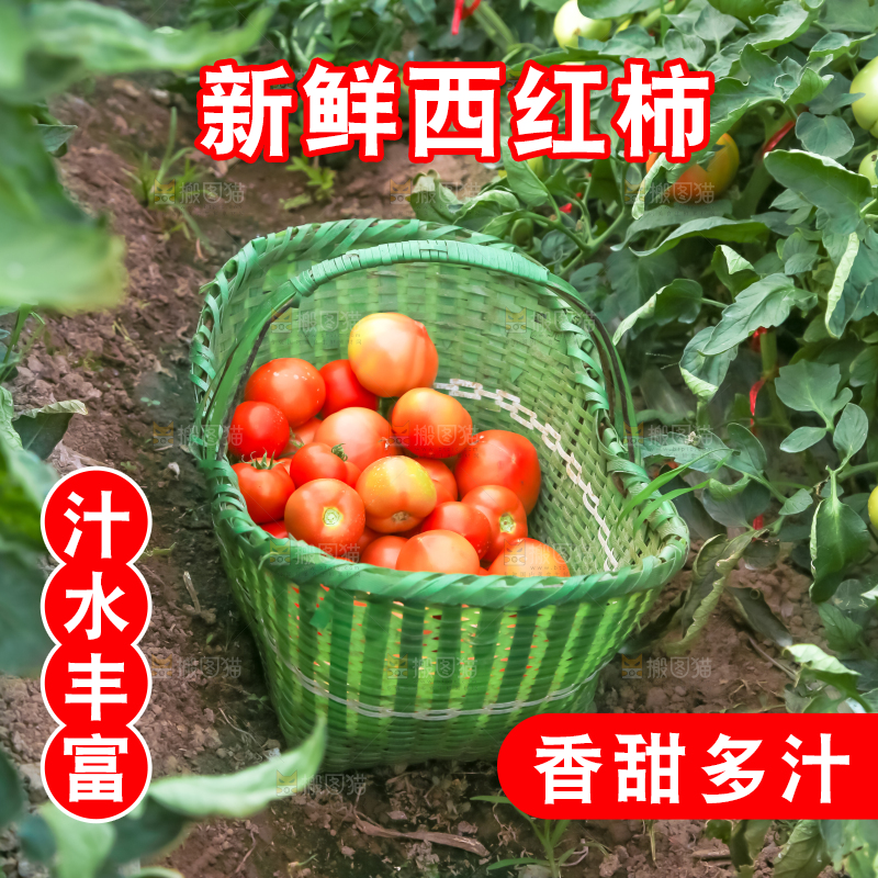 菜园里的西红柿