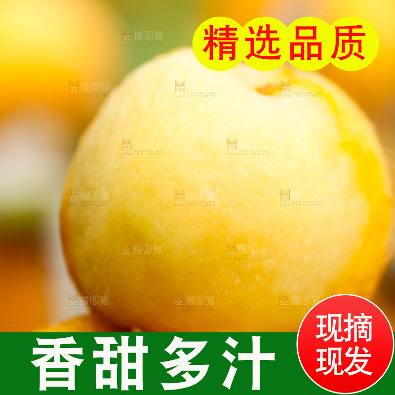 树枝上挂着枇杷