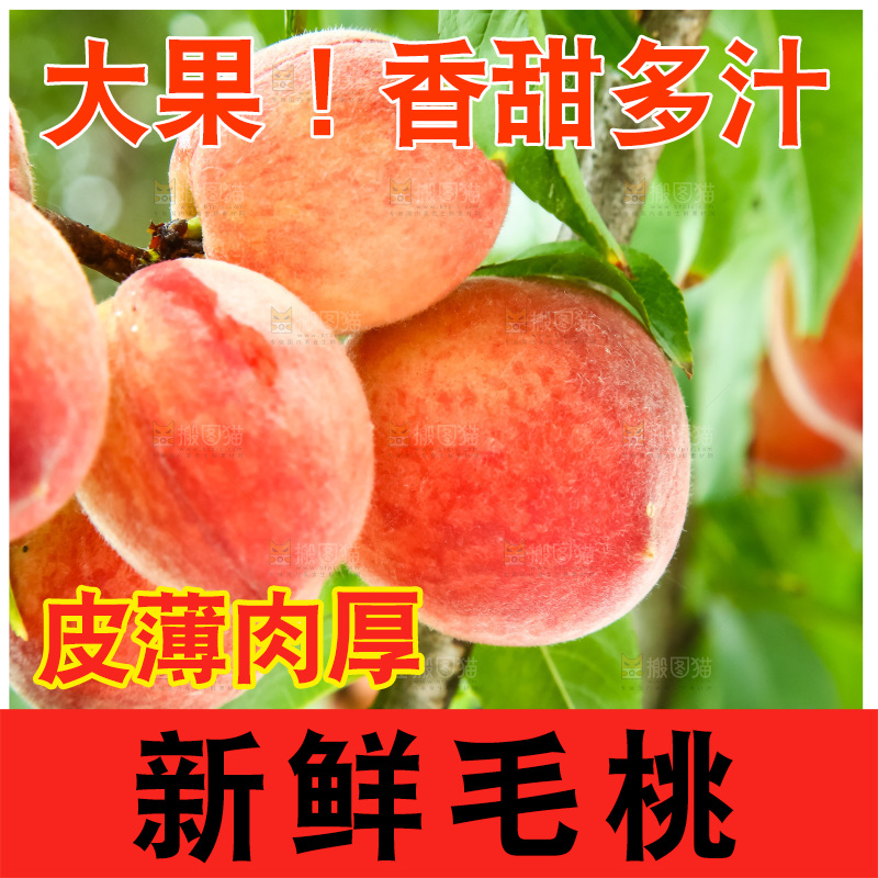 树枝上的毛桃