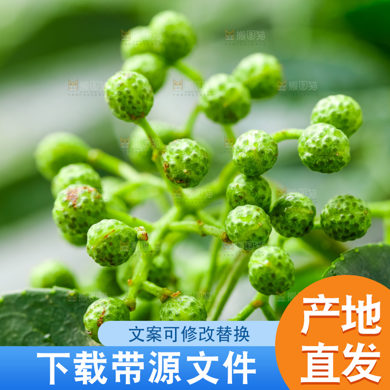 枝叶上的青花椒