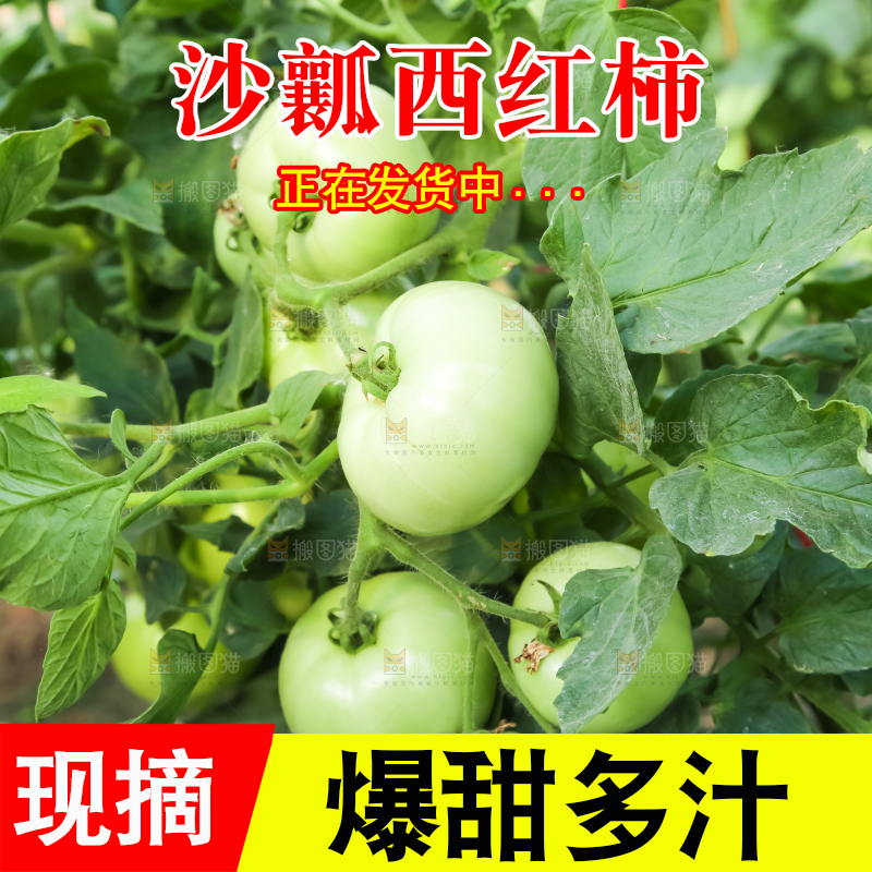 菜园里的西红柿