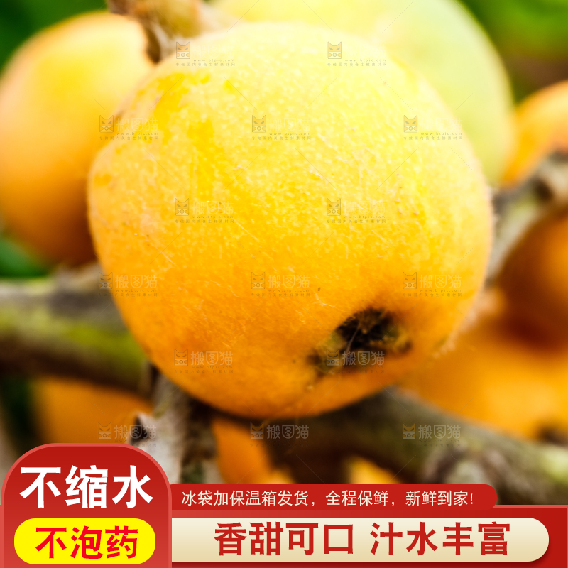 树枝上的枇杷
