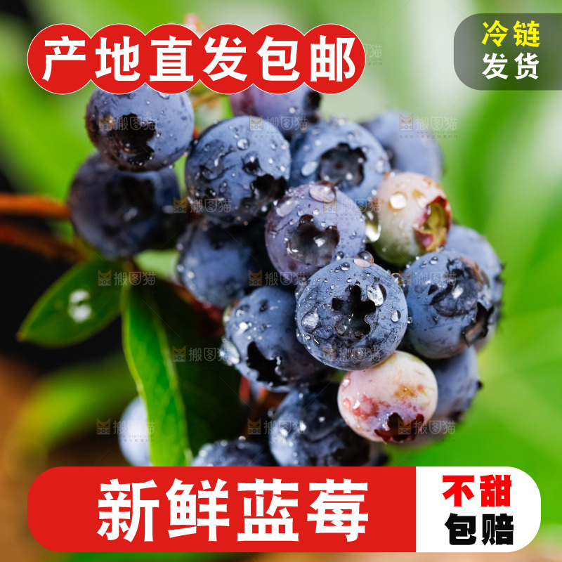 手里拿着蓝莓果