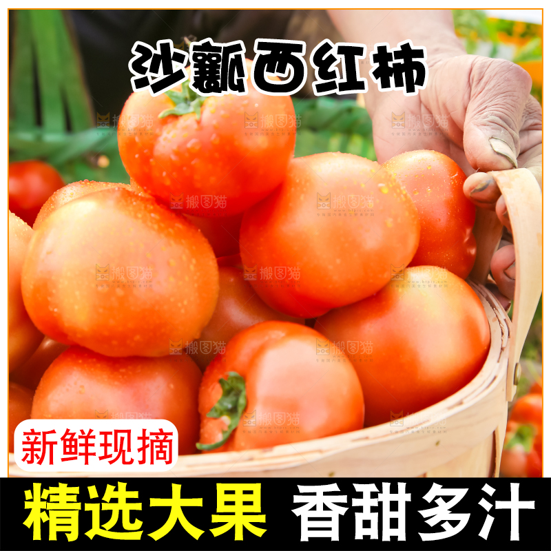 菜园里的西红柿
