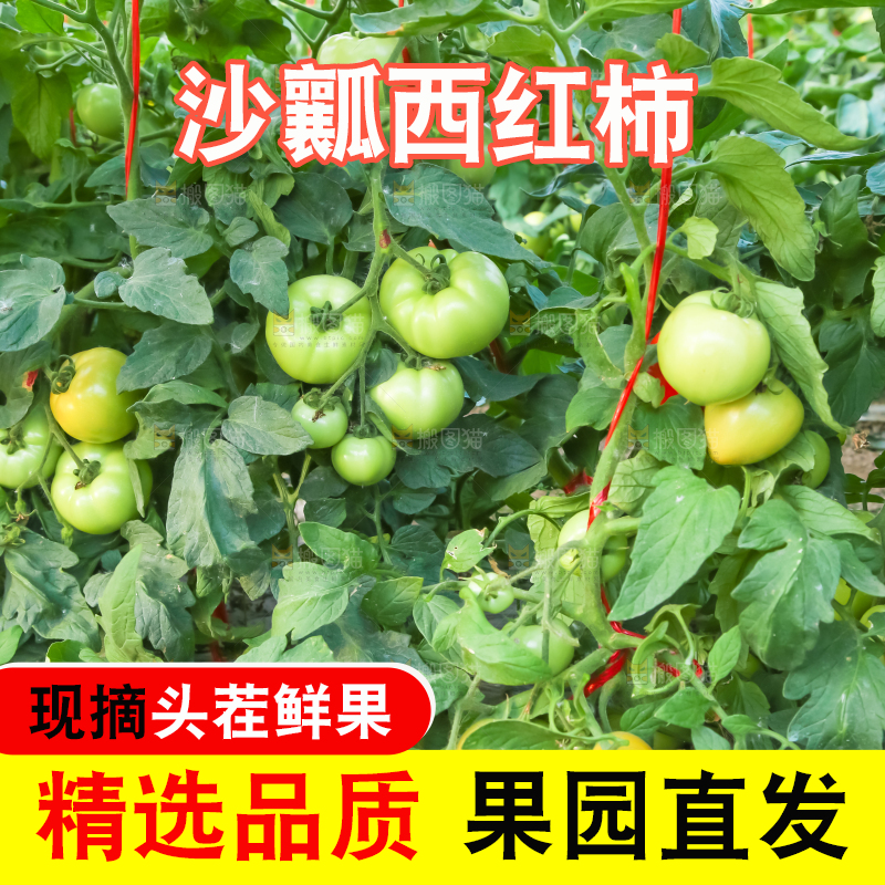 菜园里的西红柿