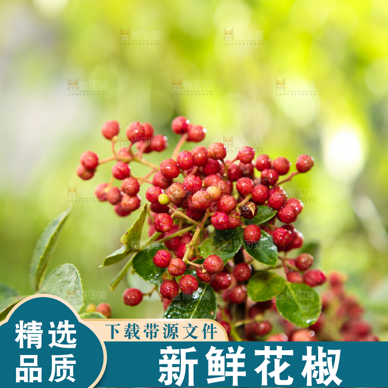 户外的红花椒