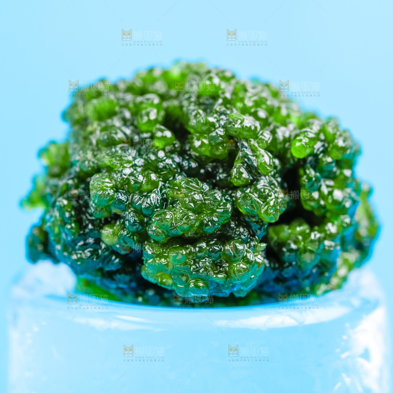 浅底上的盐渍海葡萄