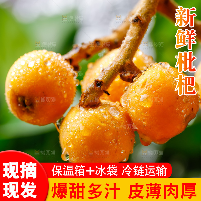 手里拿着新鲜枇杷