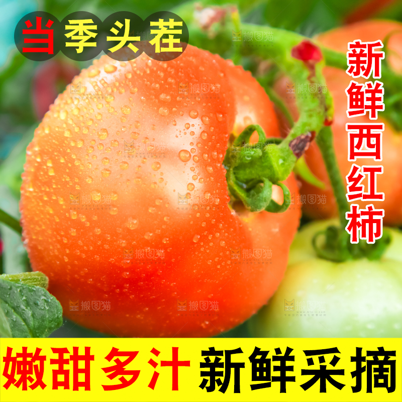 菜园里的西红柿