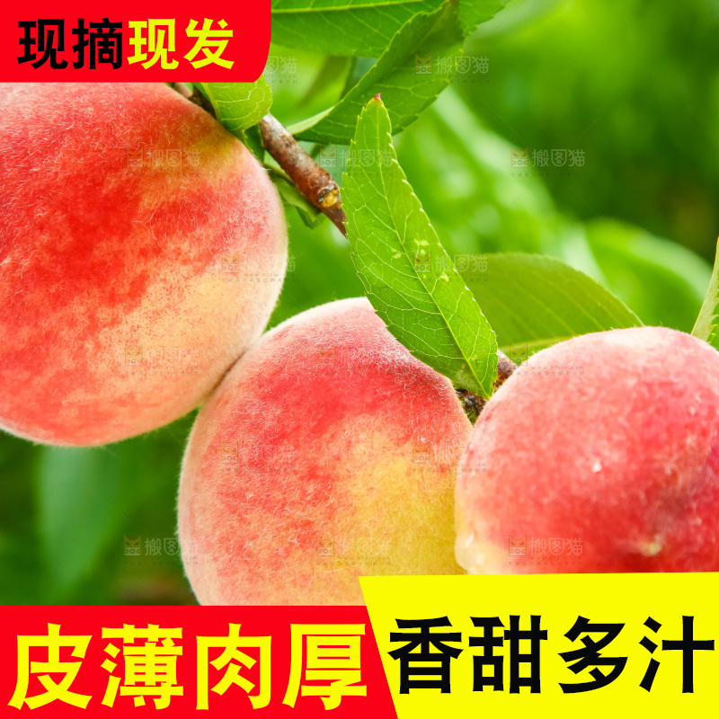 树枝上的毛桃