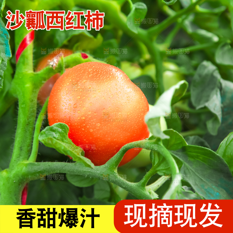 菜园里的西红柿