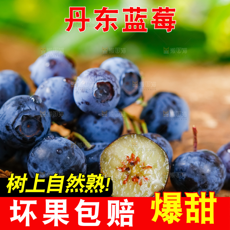 木底上放着山东蓝莓鲜果