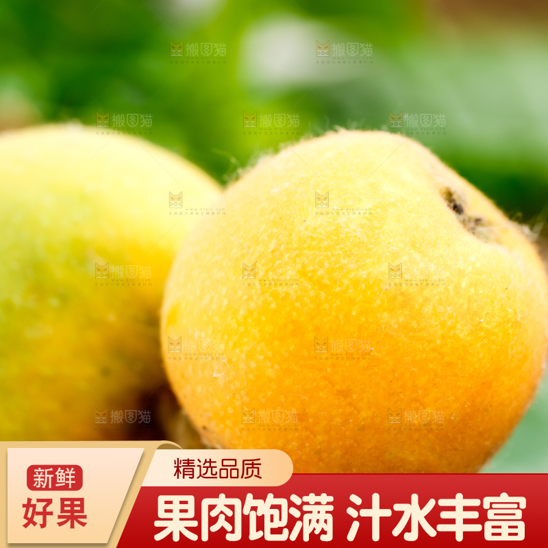 树枝上的枇杷
