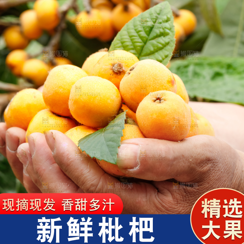 手里捧着新鲜枇杷