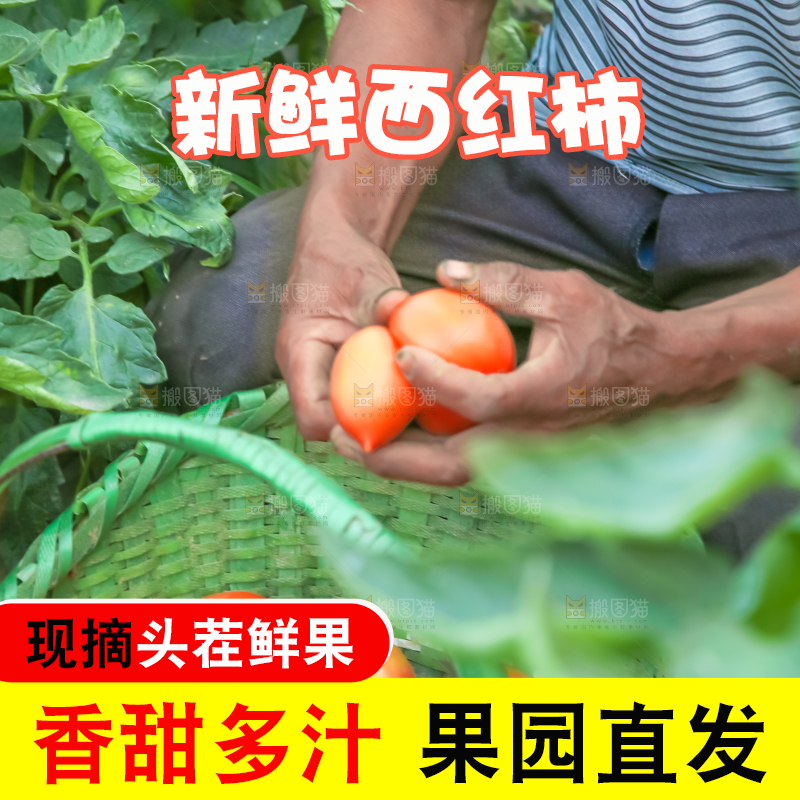菜园里的西红柿