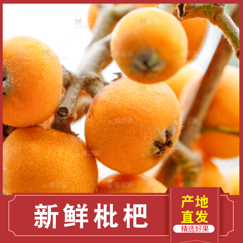 树枝上的枇杷果