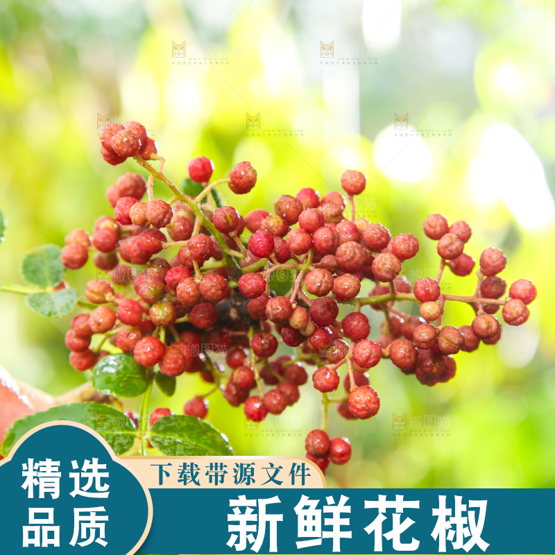 户外的红花椒