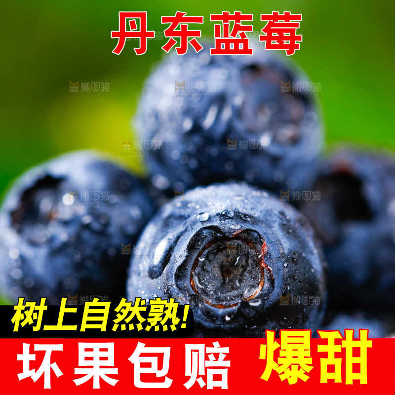 杯子里装着蓝莓果