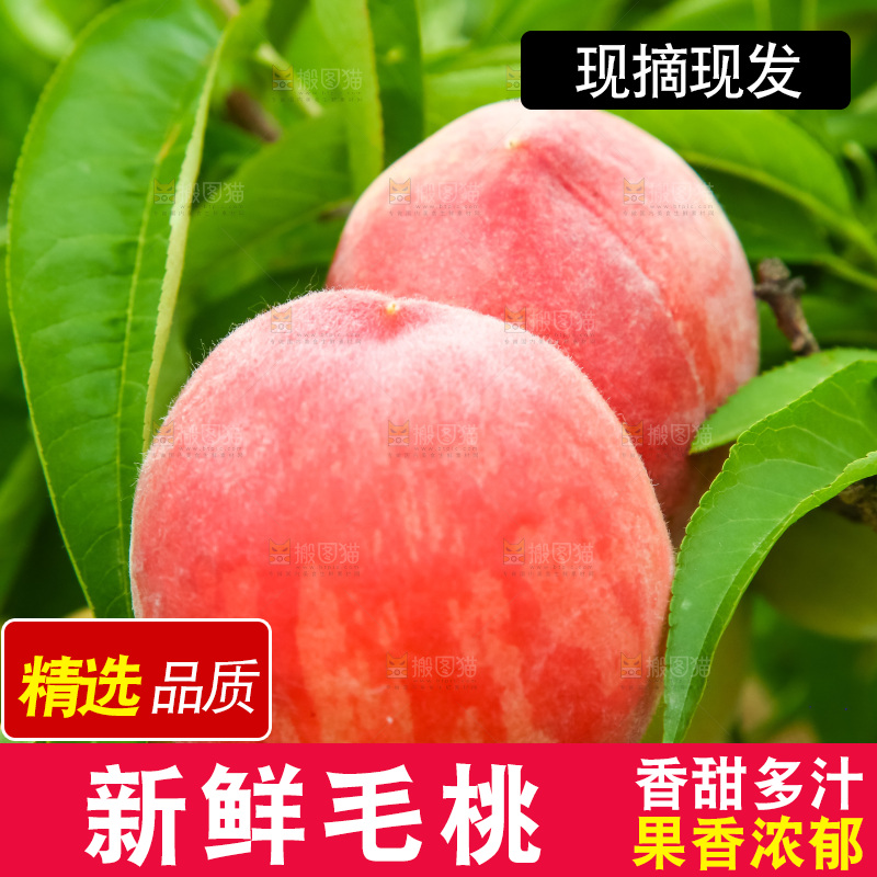 树枝上的毛桃