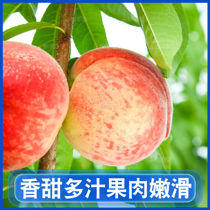 树枝上的毛桃