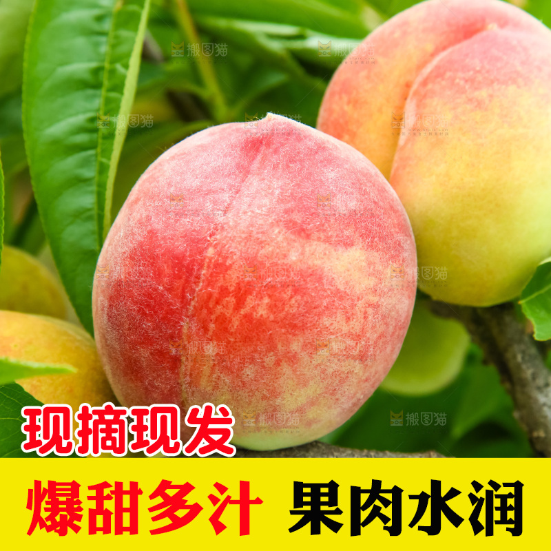 树枝上的毛桃