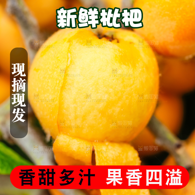 树枝上结的枇杷