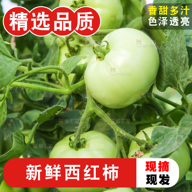 菜园里的西红柿