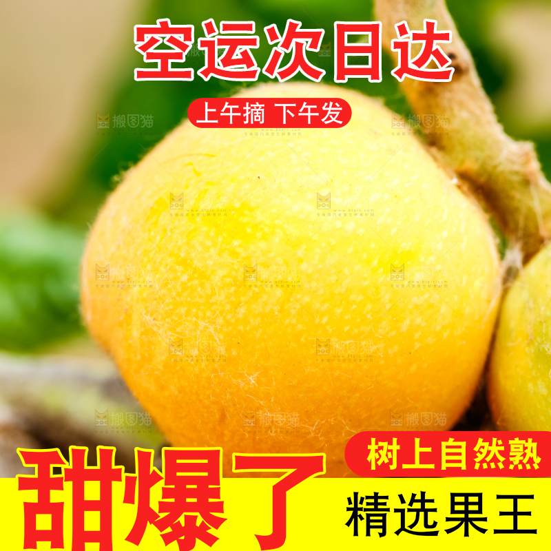树枝上的枇杷
