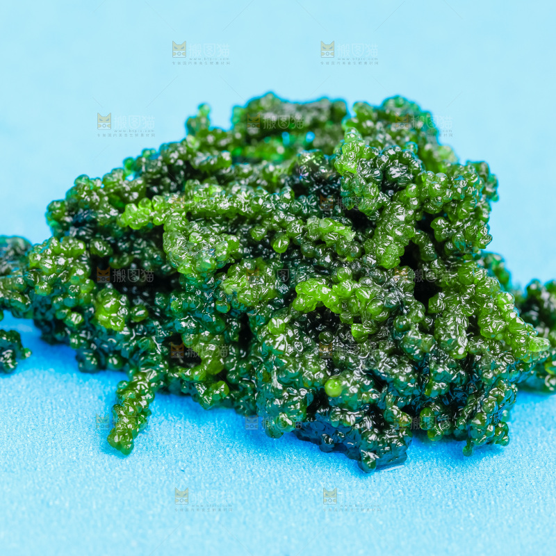 浅底上的盐渍海葡萄
