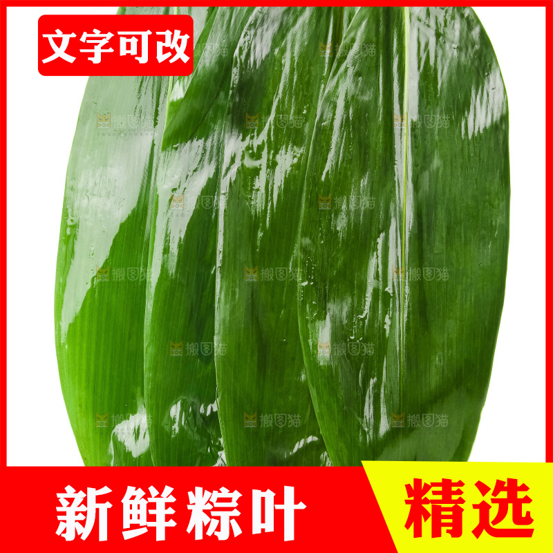 新鲜粽叶放在白底上