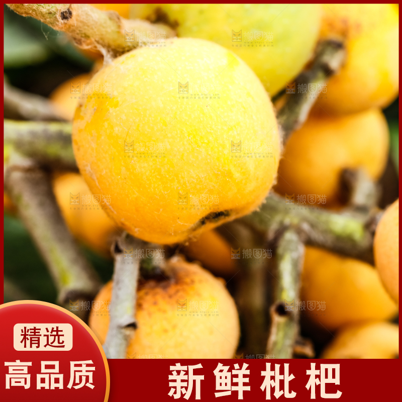 树枝上的枇杷
