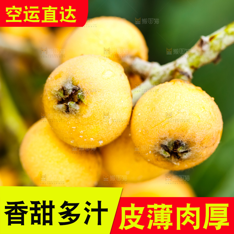 树枝上结的枇杷果