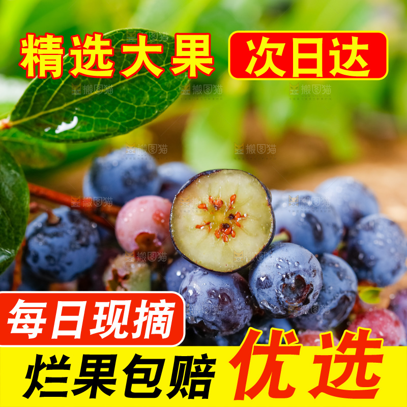 木底上放着山东蓝莓鲜果