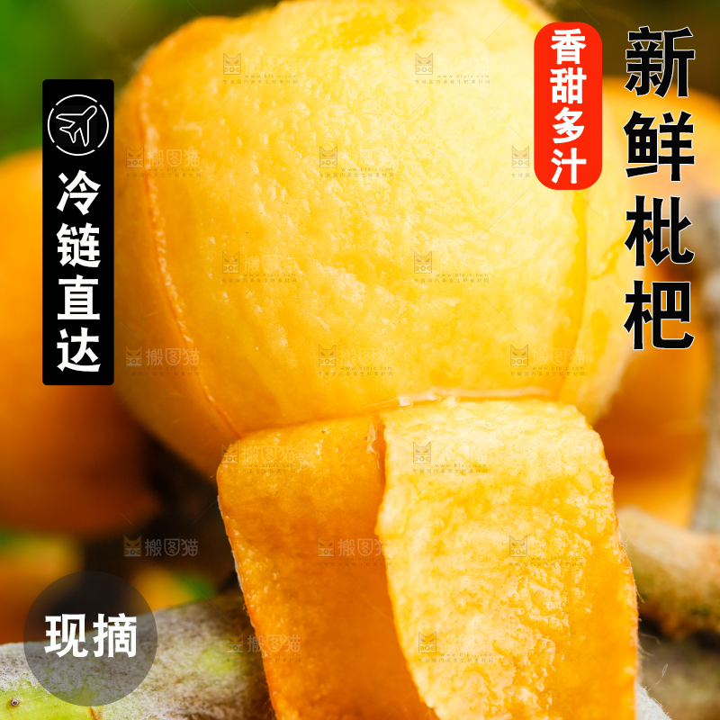 树枝上结的枇杷