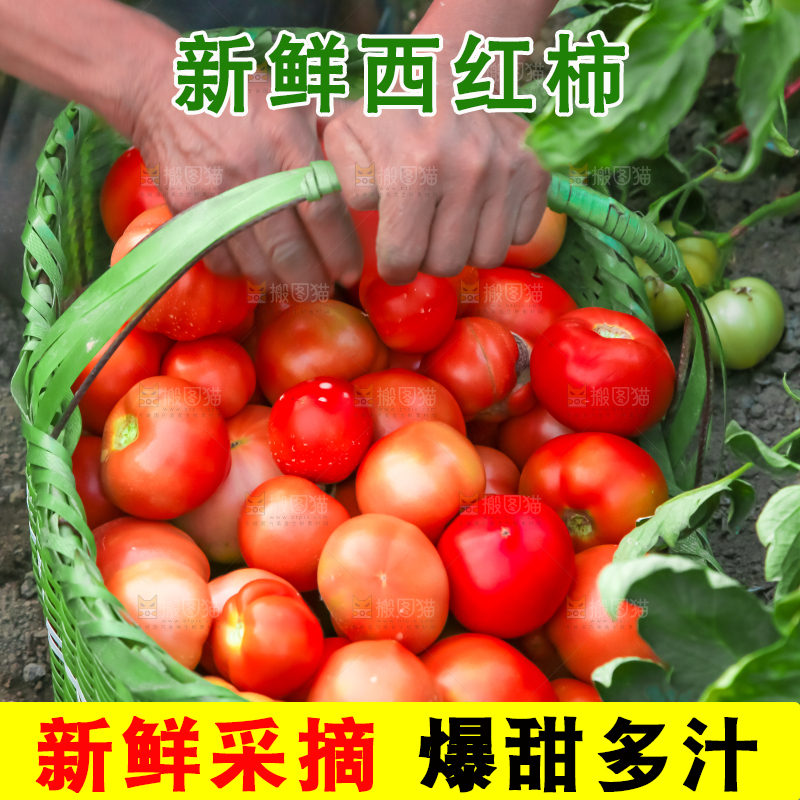 篮子里的西红柿