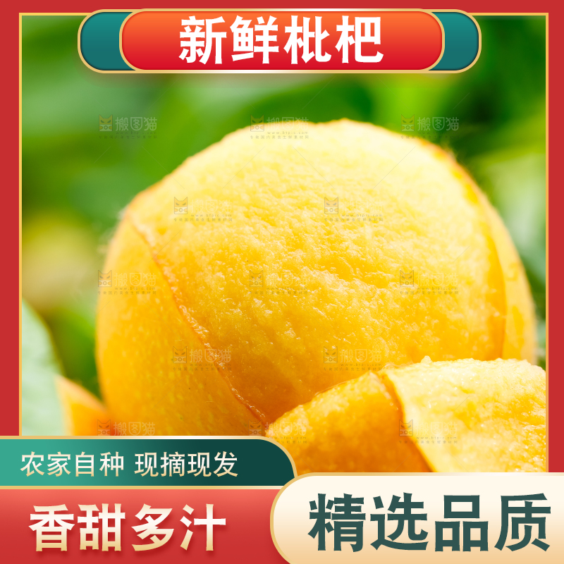 树枝上结的枇杷