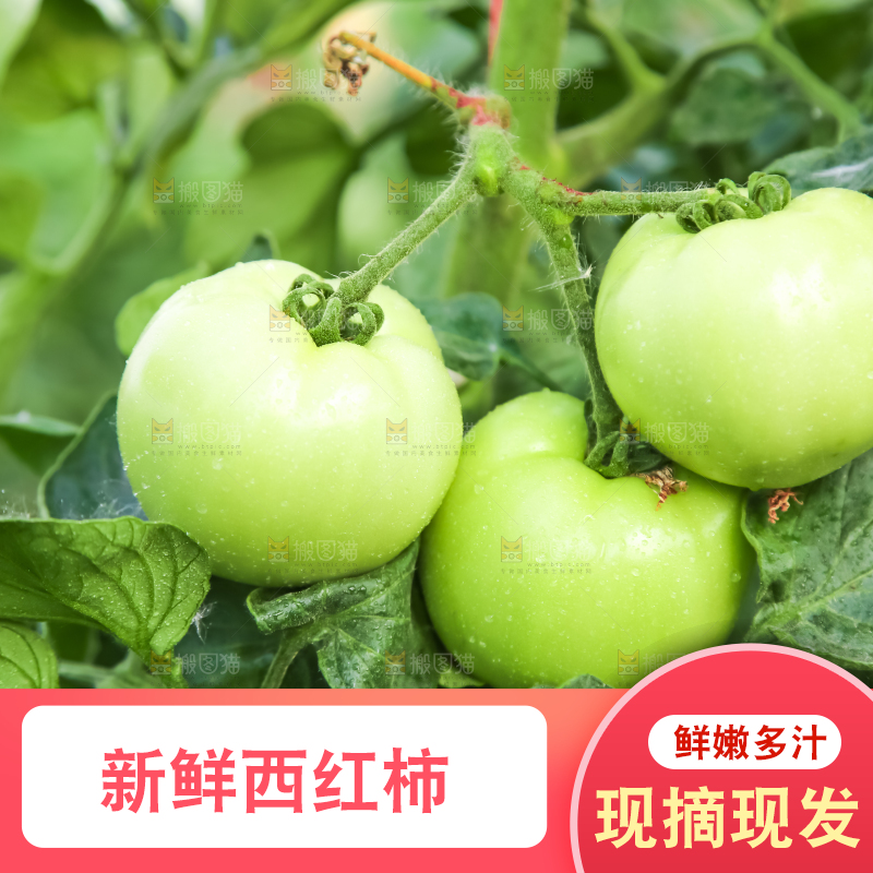 菜园里的西红柿