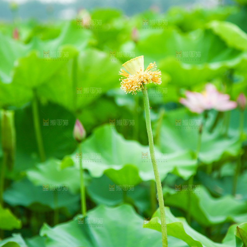 池塘里的荷花荷叶