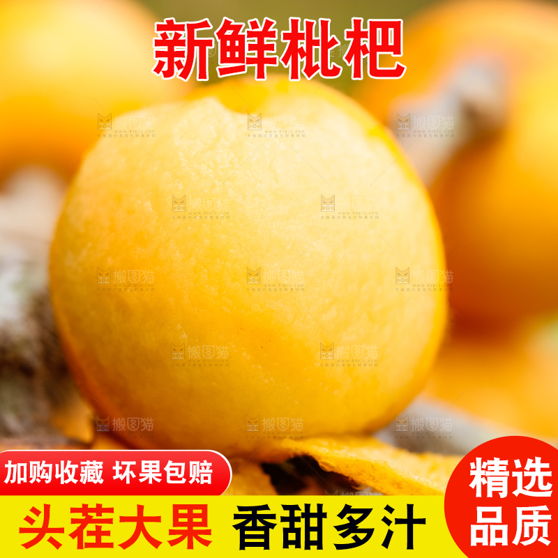 户外的枇杷果
