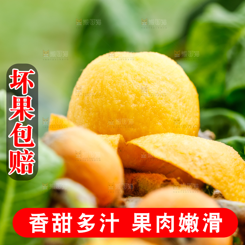树枝上结的枇杷