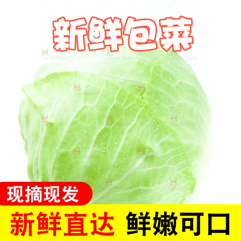 白底上的包菜