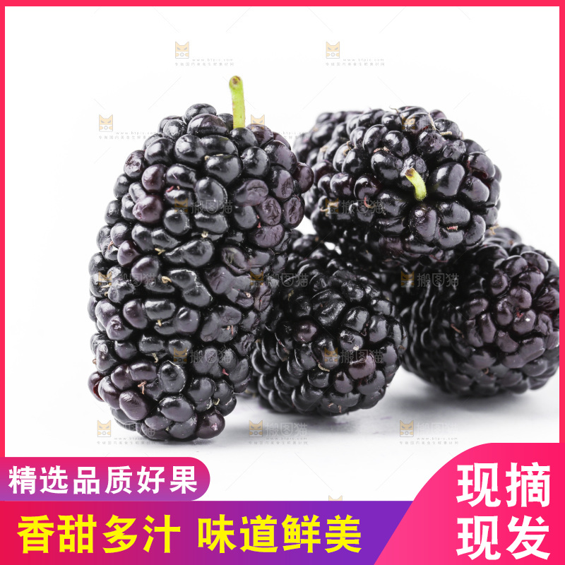 白底上的桑枣