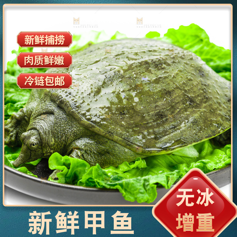 黑底上放着甲鱼
