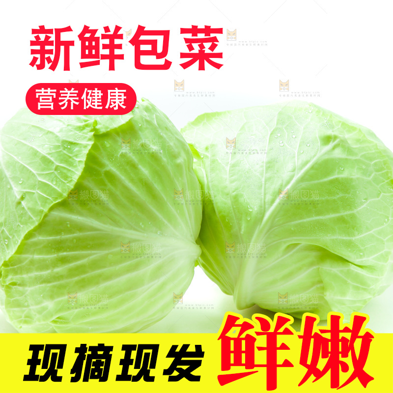 白底上的包菜