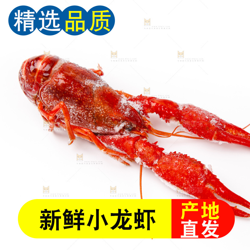 白底上的小龙虾
